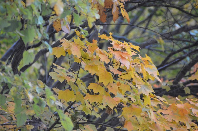 DSC_0836