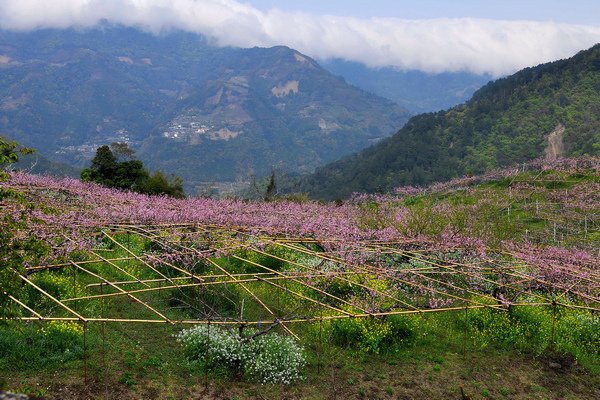 尖石水蜜桃--1050.jpg