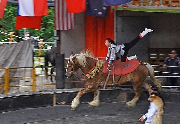 馬術表演--1601.jpg