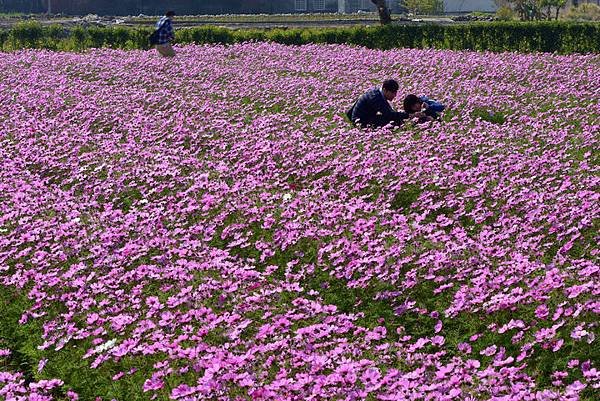 中社花市--1215.JPG