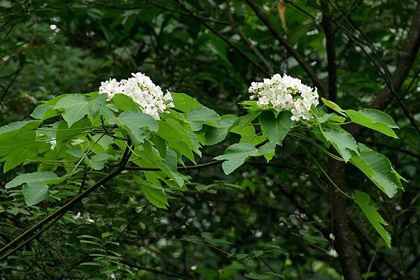 油桐花--1048.JPG