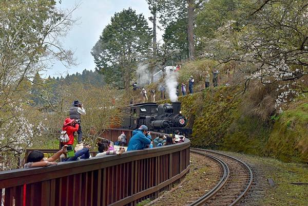 2.阿里山火車--1147.jpg