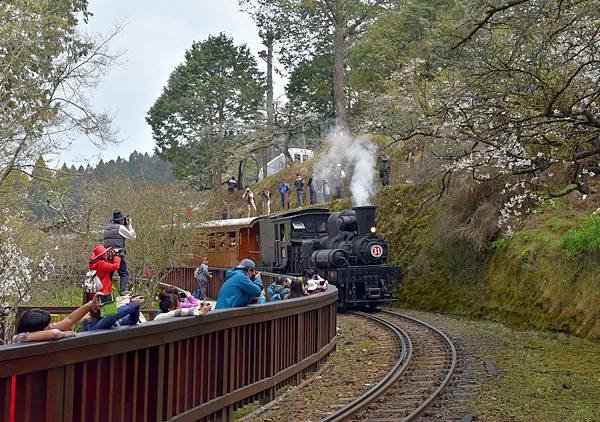 3.阿里山火車--1149.jpg