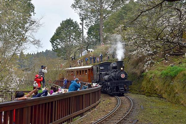 4.阿里山火車--1150.jpg