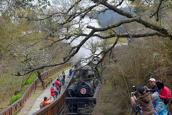 15.阿里山火車--1066.jpg