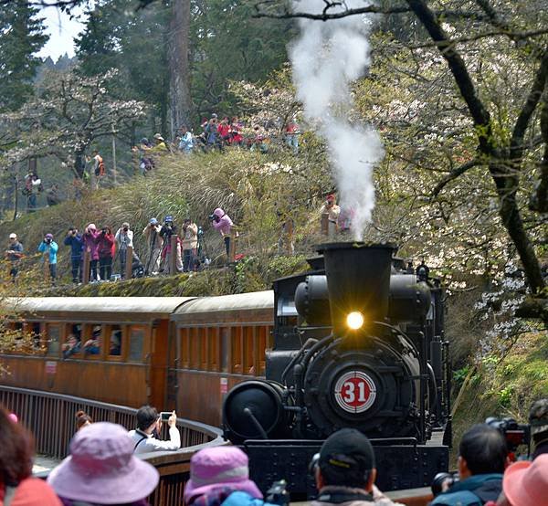 16.阿里山火車--1107.jpg