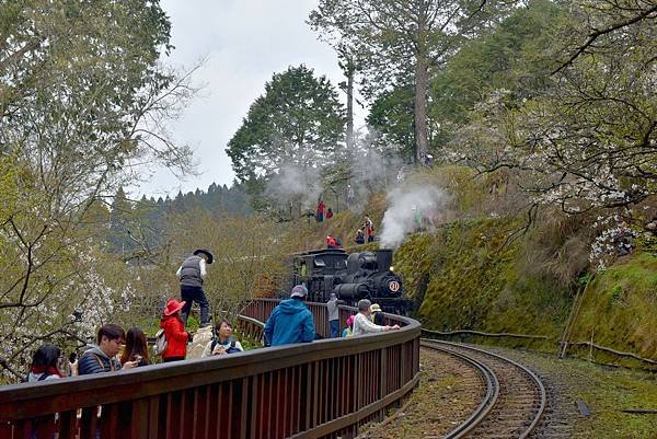 21.阿里山火車--1142.jpg