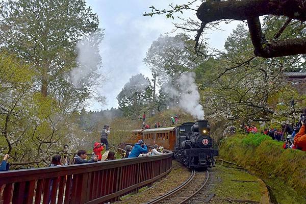 24.阿里山火車--1136.jpg