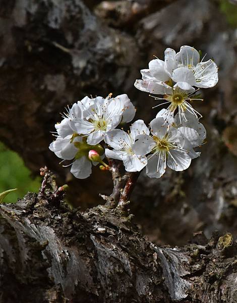 李花--23050.JPG