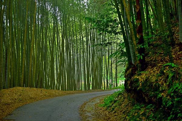 綠色隧道--34572.JPG