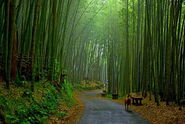 綠色隧道--34575.JPG