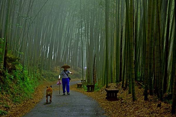 綠色隧道--34578.JPG