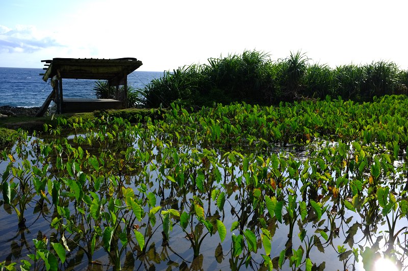 Lanyu_036.jpg