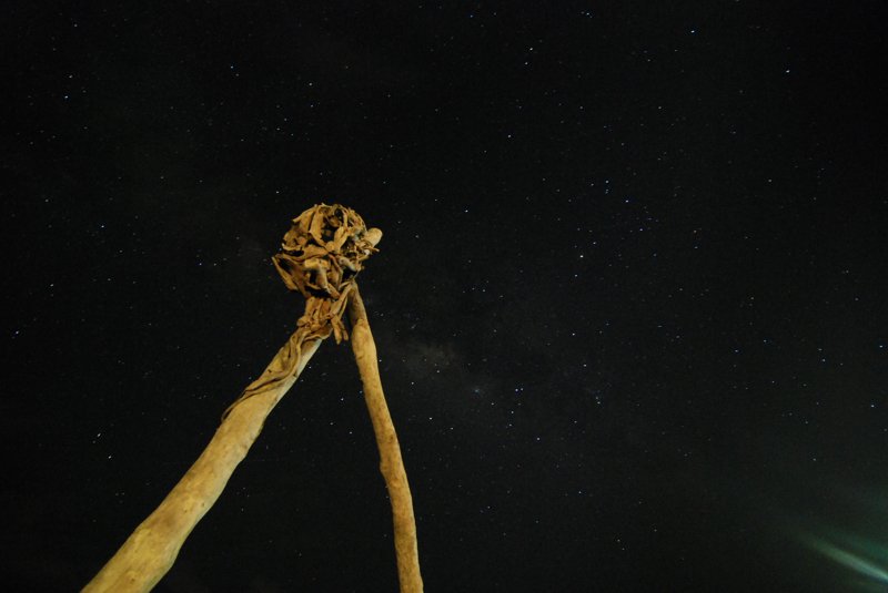 DSC_7800.jpg