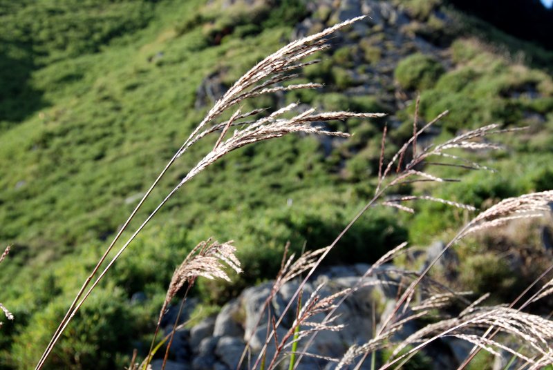 DSC_1336.jpg