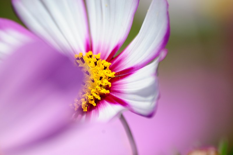 DSC_0376.jpg