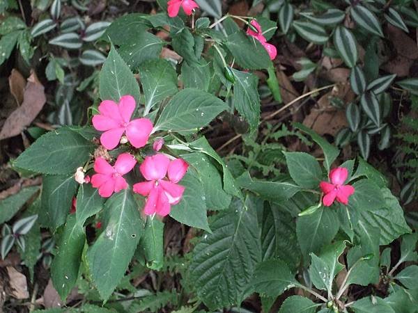 非洲鳳仙花