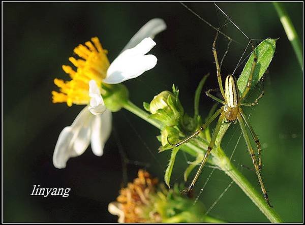 大花咸豐草 (27)_調整大小.JPG