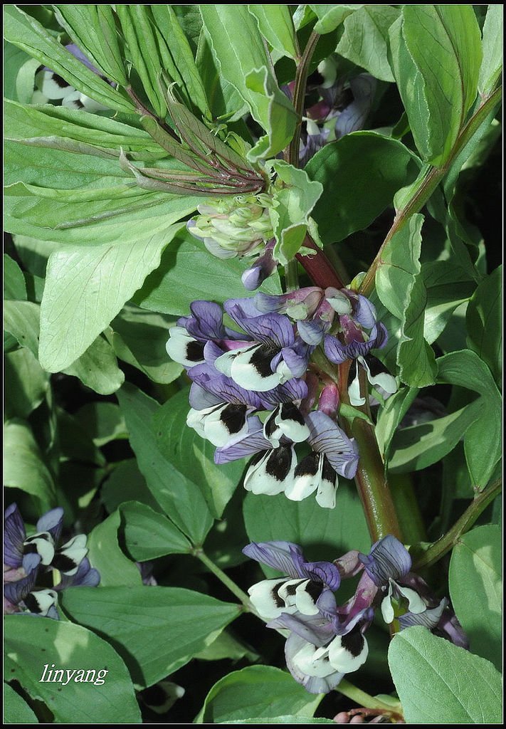 蠶豆紫花 (7)_調整大小.JPG