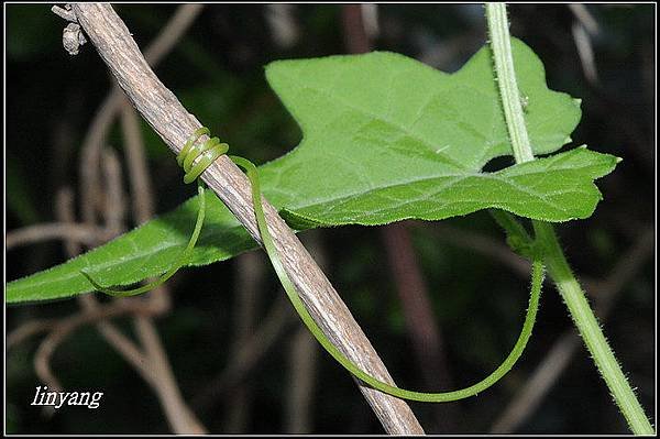 合子草-盒子草 (29).jpg