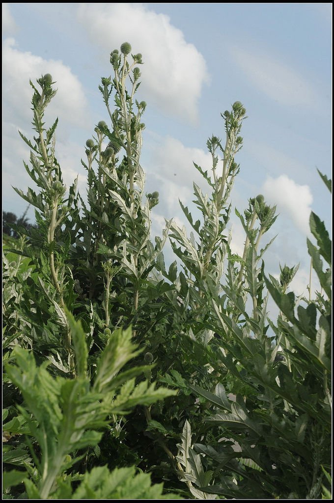 漏蘆-山防風20120425 (164)_調整大小