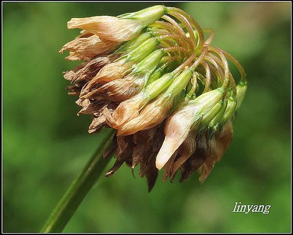 白花三葉草-6 (4)_調整大小.JPG