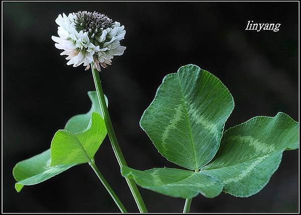 白花三葉草菽草20090318 (1)_調整大小.JPG