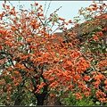 膠蟲樹 (13).JPG