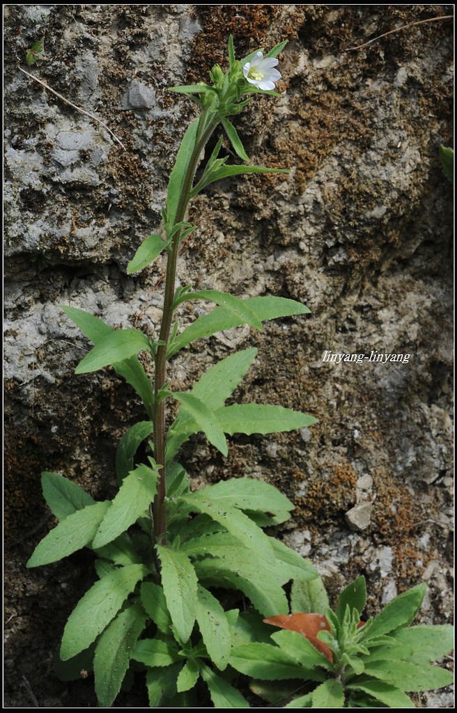 一年風鈴草 (13)_調整大小.JPG