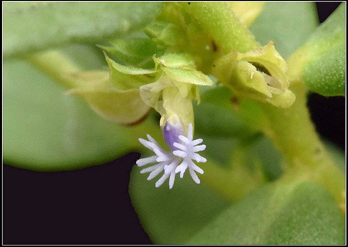 無柄花瓜子金20150504 (25)_調整大小.jpg