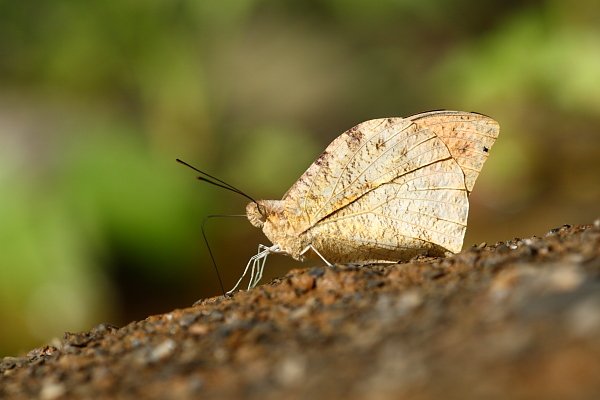IMG_8054.JPG