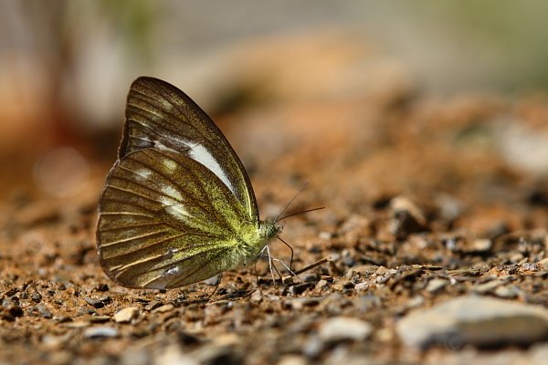 IMG_8161.JPG
