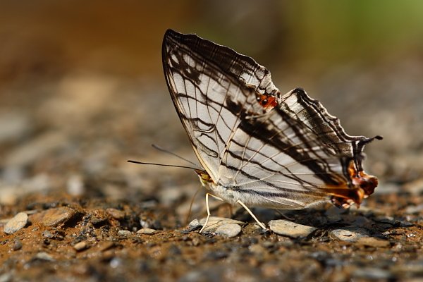 IMG_8158.JPG