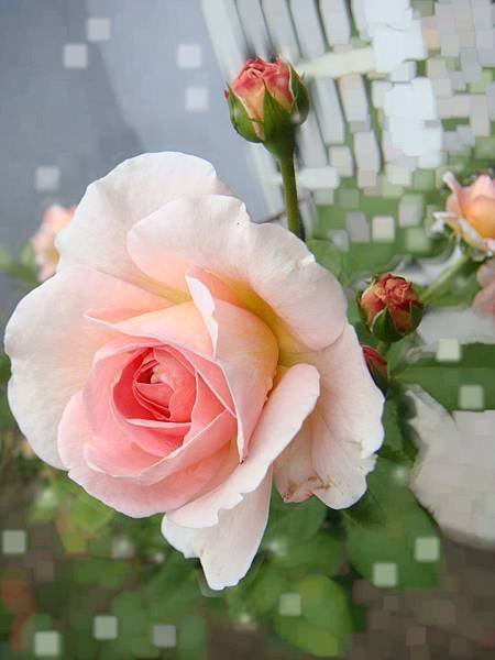 rose2.jpg