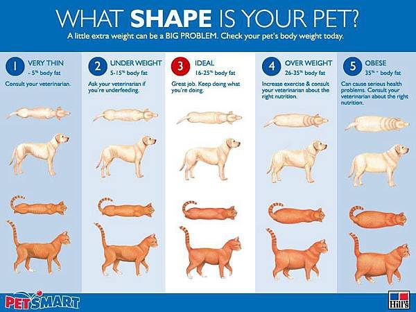 Body fat-pet