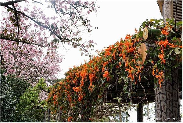 sakura18.jpg
