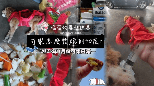 寵物高齡犬照顧日常　▶ 可樂怎麼會發燒到40度?