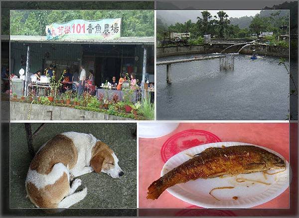 九芎根101香魚農場