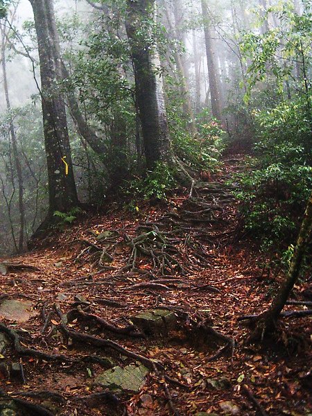 加里山步道-2.jpg