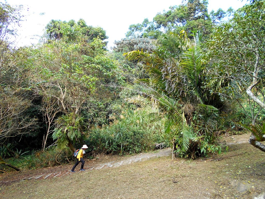 里美避難步道+巨石板步道20201205