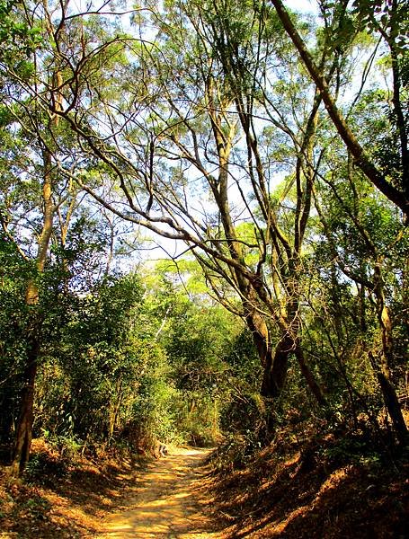 白賓山後登山口步道