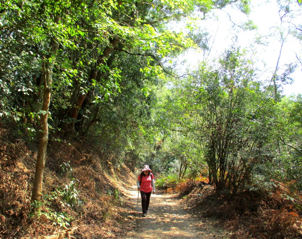 白賓山後登山口步道