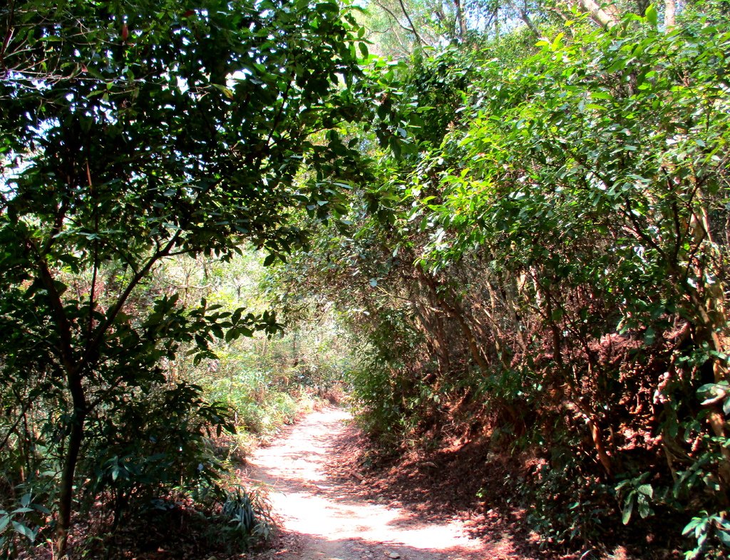 白賓山後登山口步道