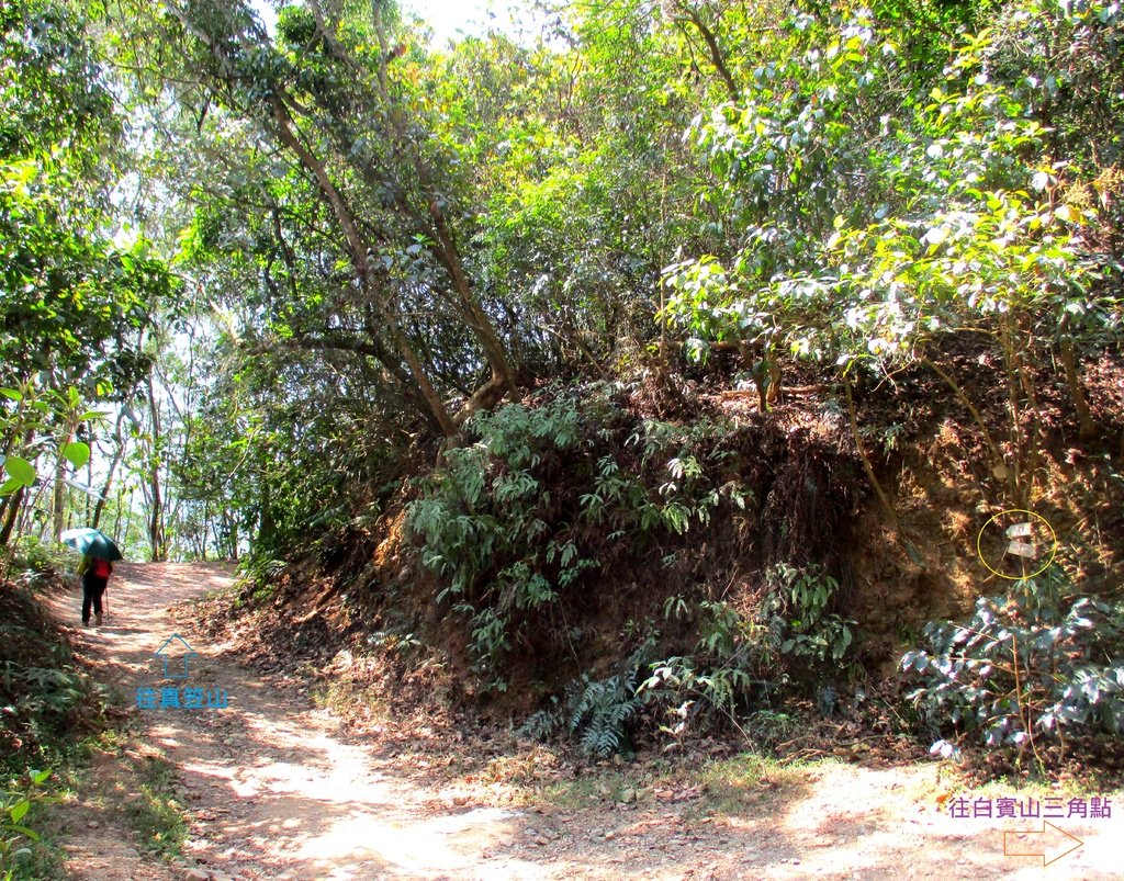 白賓山後登山口步道