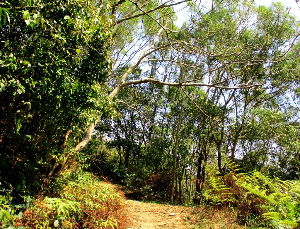 白賓山後登山口步道