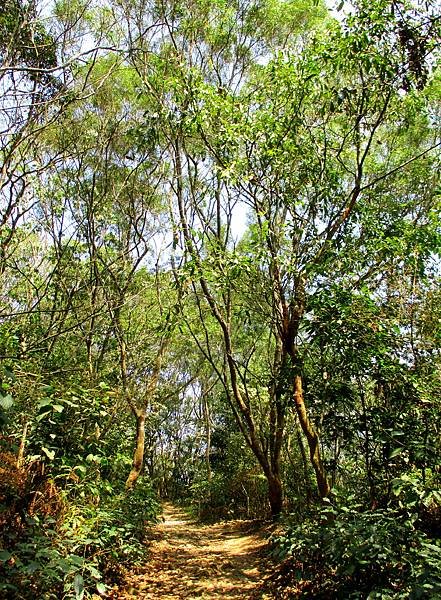 白賓山後登山口步道