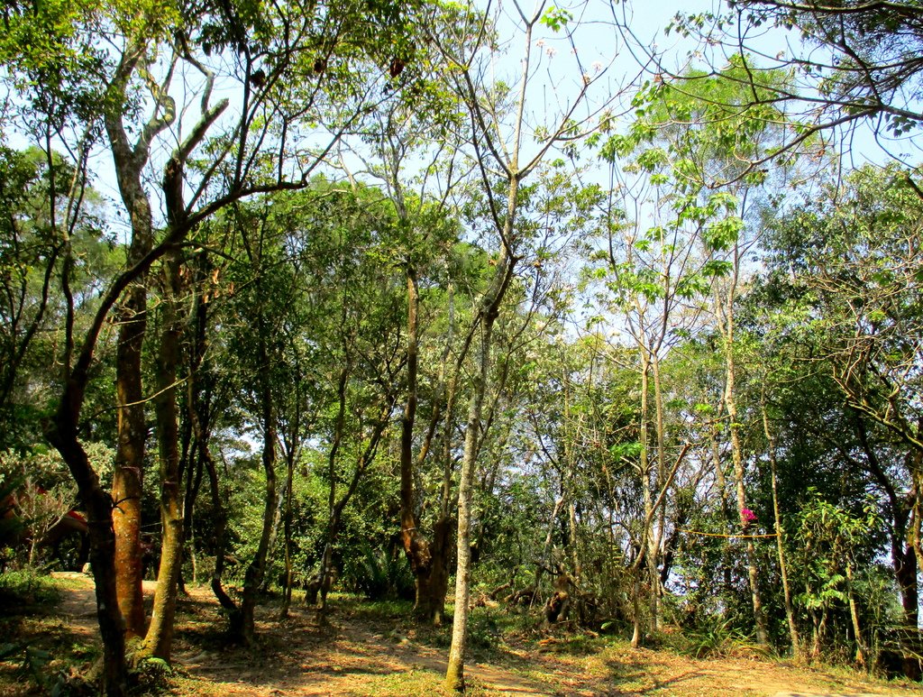 白賓山後登山口步道