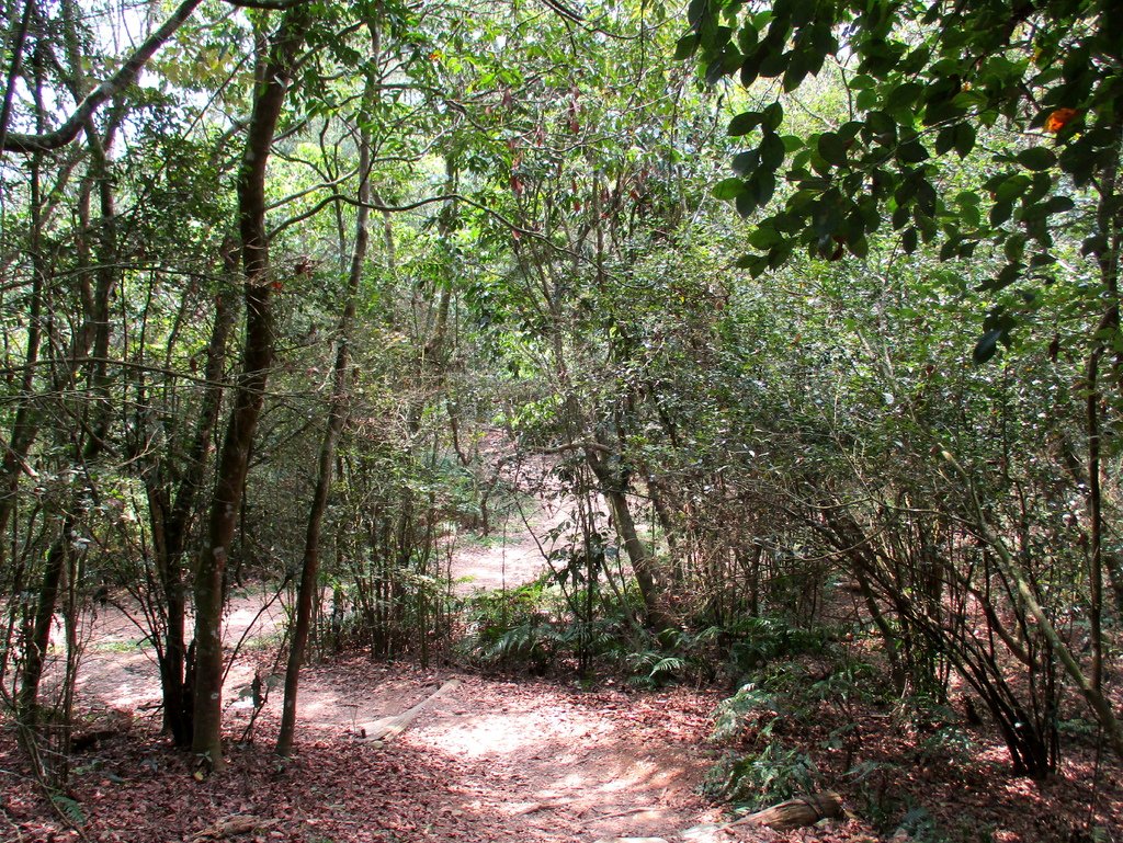 白賓山後登山口步道