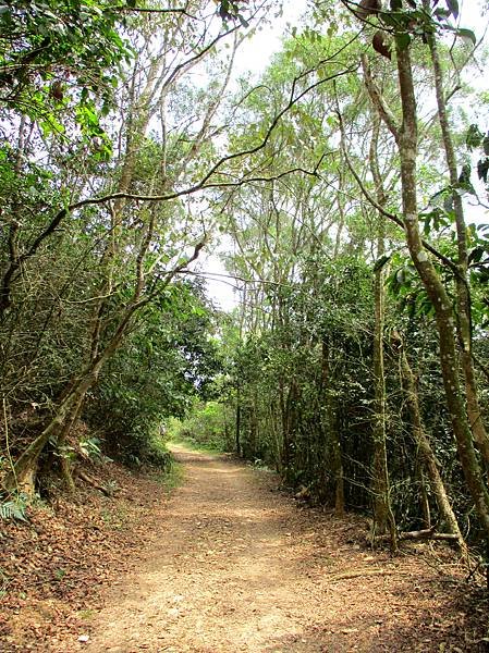 白賓山後登山口步道