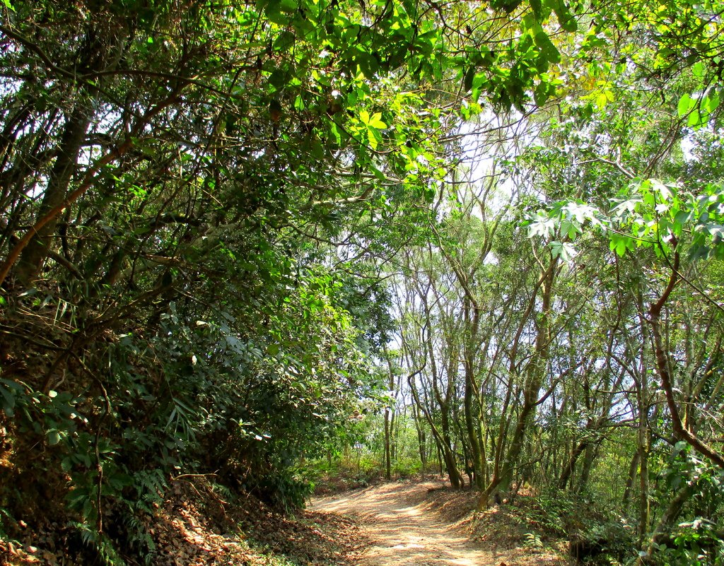 白賓山後登山口步道